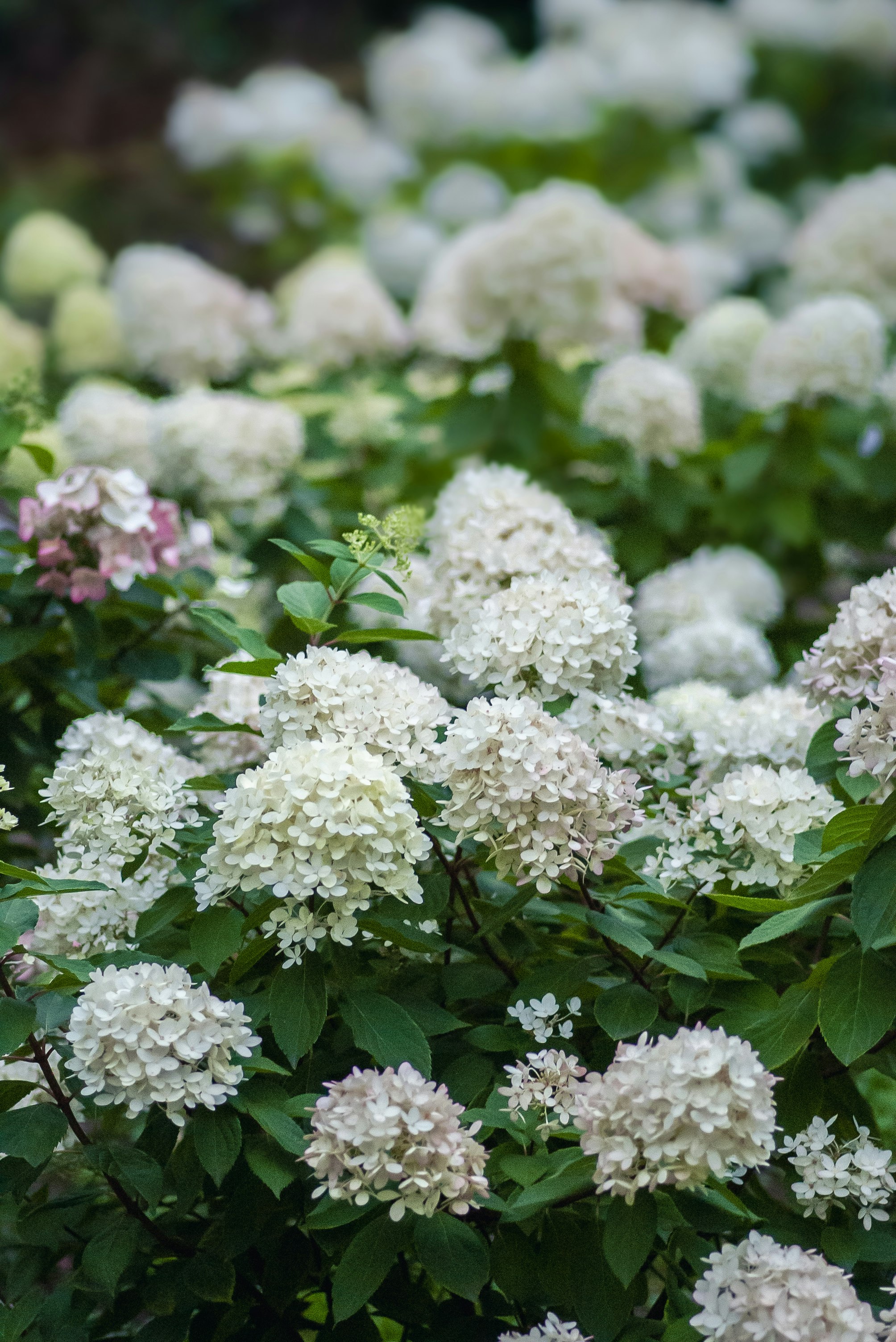 white and pink flowers in tilt shift lens